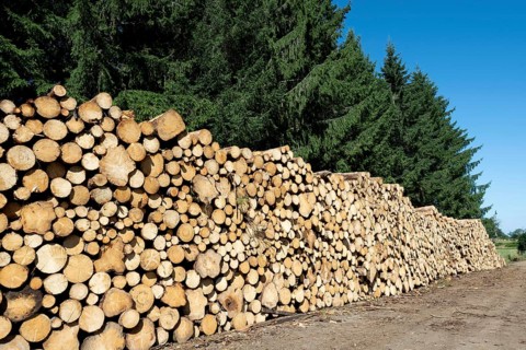 Freshly cut and stacked natura wooden logs