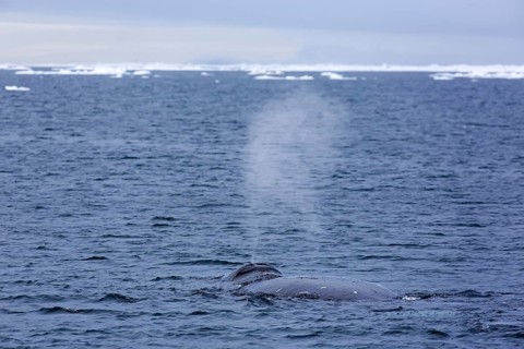 Blow through blowhole of bowhead whale