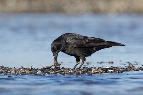 Carrion