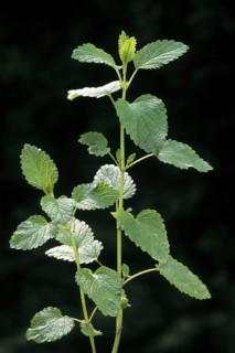 Lemon balm