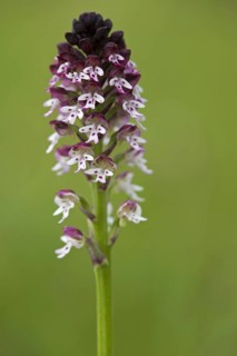 Burnt-tip orchid