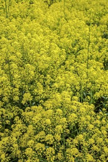 Dyer's woad