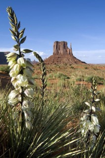 Soapweed yucca