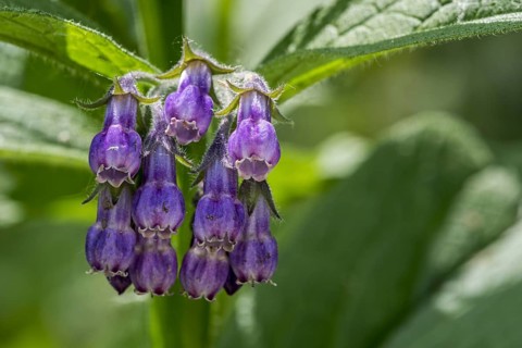 Common comfrey