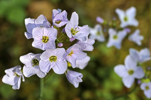 Cuckoo flower
