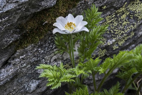 Alpine pasqueflower