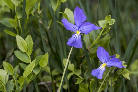 Long-spurred violet