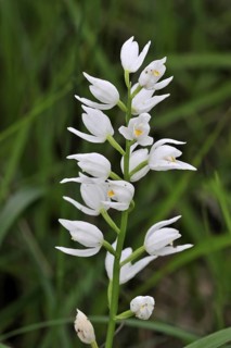 Sword-leaved Helleborine