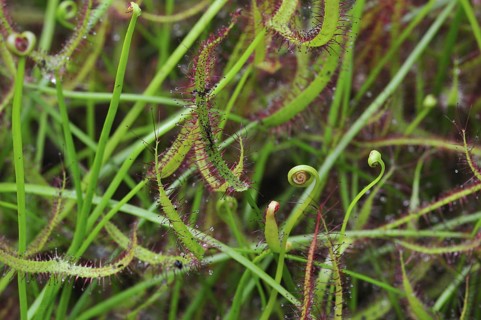 Forked-leaf sundew
