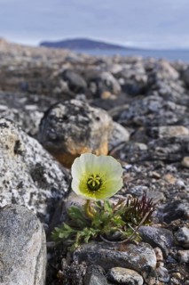 Svalbard poppy