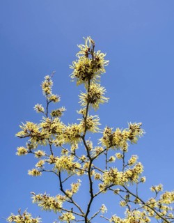 Hybrid witch hazel
