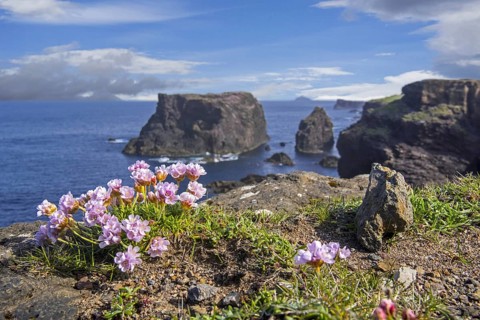 Sea pink