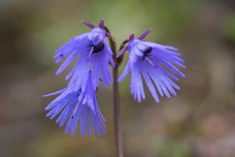 Alpine snowbell
