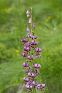 Martagon lily