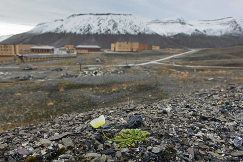 Svalbard poppy
