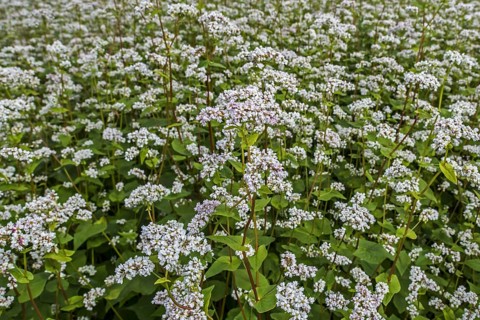 Field with common buckwheat
