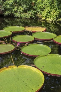 Floating leaves of the giant water lily