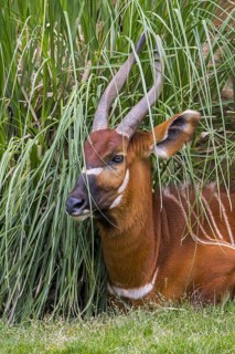 Bongo