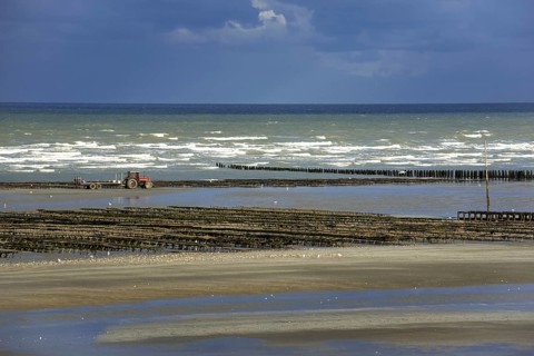 Cultivated oysters