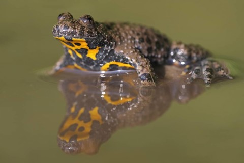 Yellow-bellied toad