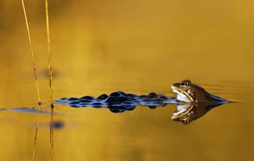 Moor Frog