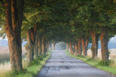 Silver lime trees
