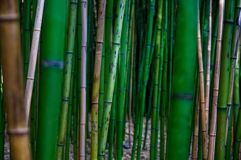 View into a bamboo grove