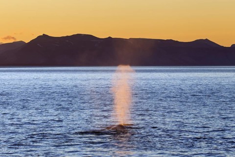 Blue whale