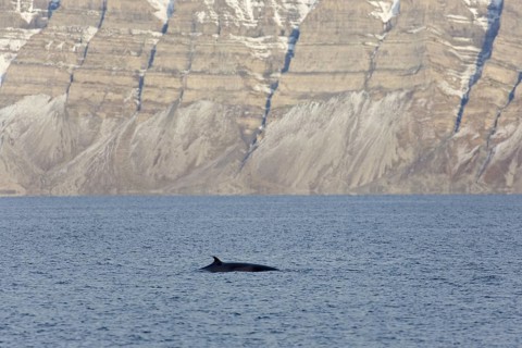 Northern minke whale