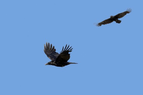 Two carrion crows