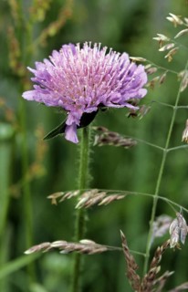 Field scabious