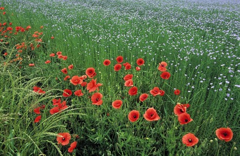 Common poppies