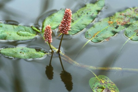 Water smartweed