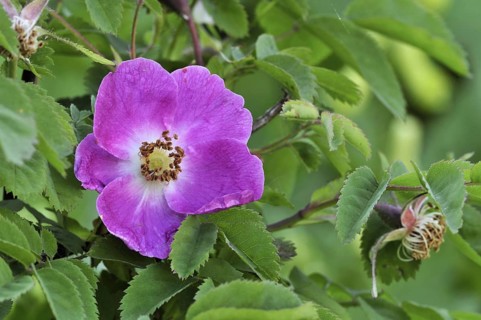 Alpine rose