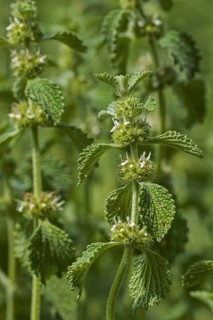 White horehound