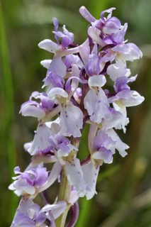 Early purple orchid