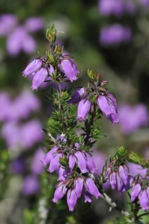 Bell heather