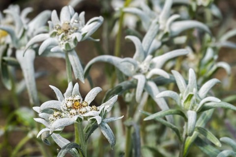 Edelweiss