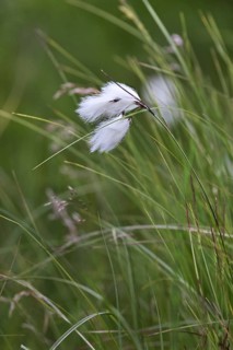 Common cottongrass