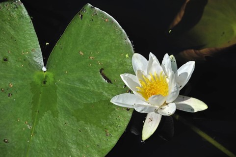 European white waterlily