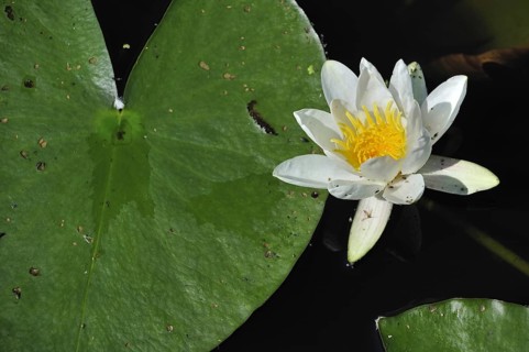 European white water lily