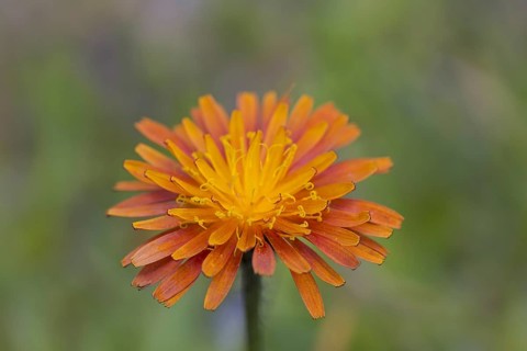 Close up of orange hawkweed