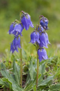 Bearded bellflower