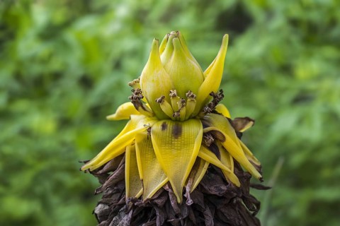 Chinese dwarf banana