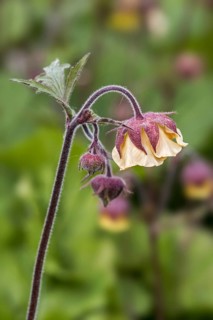 Scarlet avens