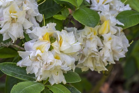 Azalea Chelsea Reach