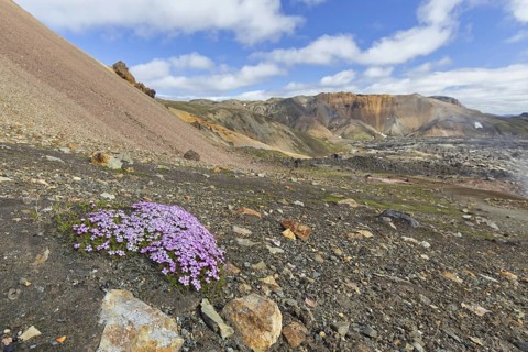 Moss campion