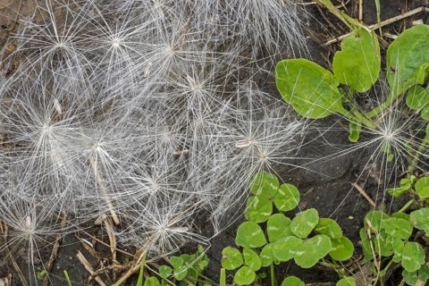 Fallen seeds on the ground from spear thistle