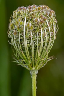 Wild carrot