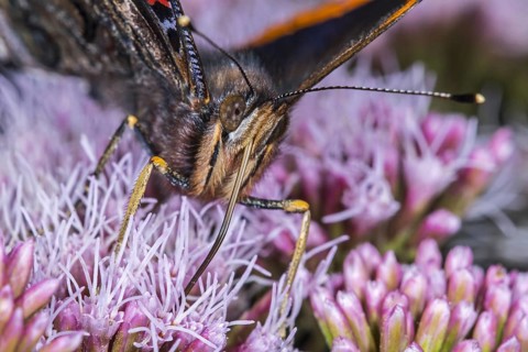 Red admiral